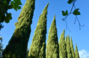 Italian cypress trees in the Italian Garden at the Gardens of the World in Thousand Oaks, California.