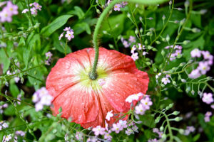 wet poppy flower at the Jardin du Luxembourg (Luxembourg Gardens) in Paris, France.