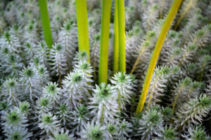 closeup plants at the LA Arboretum & Botanic Garden in Arcadia, California.