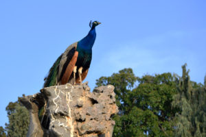 peafowl at the LA Arboretum & Botanic Garden in Arcadia, California.