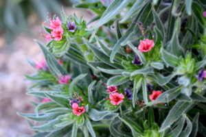 flowering plant at the LA Arboretum & Botanic Garden in Arcadia, California.