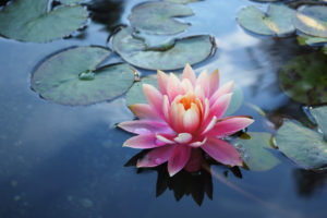 water lily at Greystone Mansion & Gardens in Beverly Hills