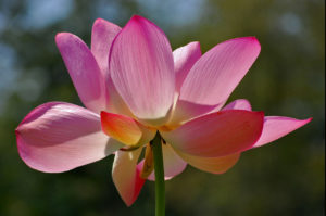 lotus blossom at Kenilworth Aquatic Gardens in Washington, D.C.