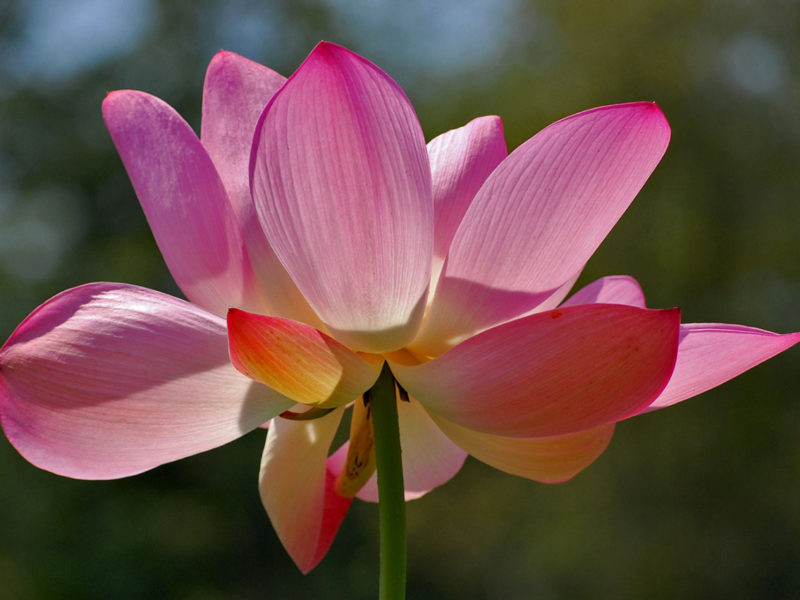 lotus blossom at Kenilworth Aquatic Gardens in Washington, D.C.