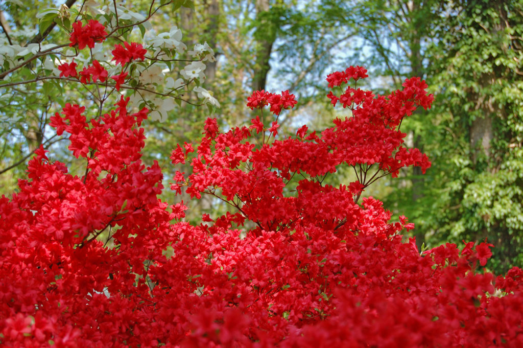 Brookside Gardens Review Grading Gardens