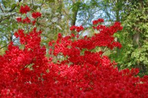 azalea bush in woodland area at Brookside Gardens in Silver Spring, Maryland