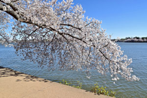 Washington D.C. Cherry Blossoms