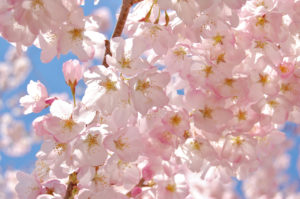 Washington D.C. Cherry Blossoms