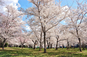 Washington D.C. Cherry Blossoms