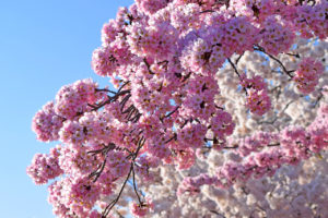 Washington D.C. Cherry Blossoms