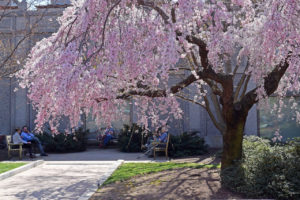 weeping cherry tree in the Moongate Garden in The Enid A. Haupt Garden in Washington, D.C.