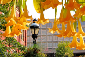 Brugmansia in The Enid A. Haupt Garden in Washington, D.C.