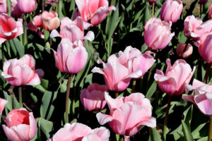 pink tulips at The Floral Library in Washington, DC