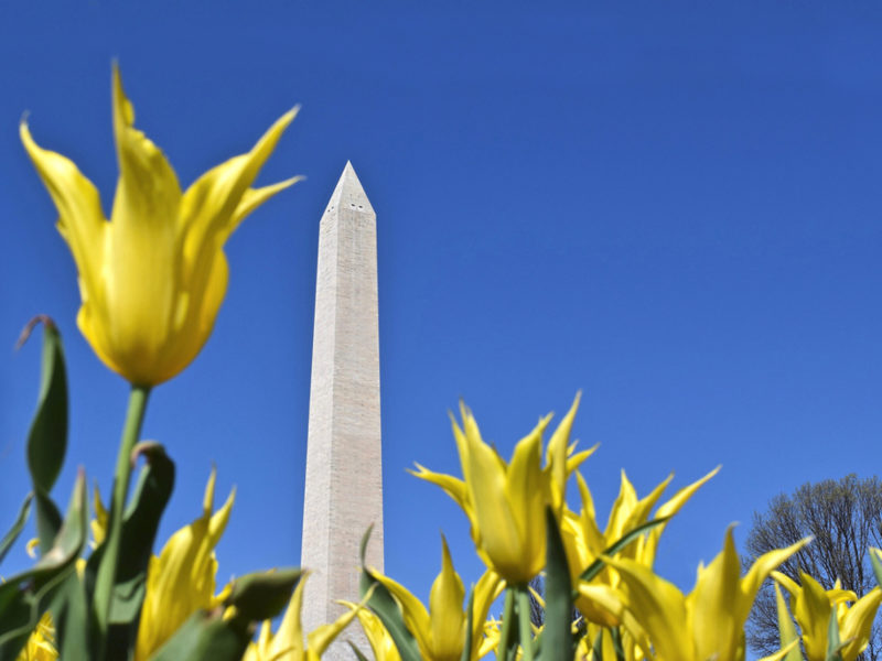 yellow tulips and the Washington Monument at The Floral Library in Washington, DC