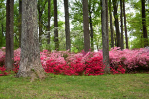 many-colored azalea bushes at Brighton Dam Azalea Garden in Brookeville, Maryland