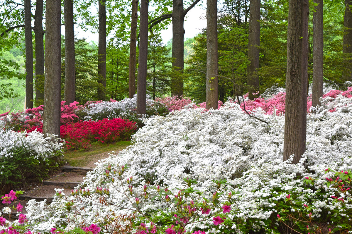 many-colored azalea bushes at Brighton Dam Azalea Garden in Brookeville, Maryland