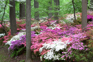 many-colored azalea bushes at Brighton Dam Azalea Garden in Brookeville, Maryland