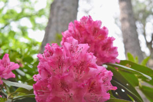 rhododendron flowers at Norfolk Botanical Garden in Norfolk, Virginia