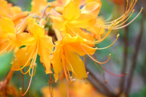 yellow azalea flowers at Brighton Dam Azalea Garden in Brookeville, Maryland