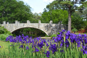 irises and bridge at Norfolk Botanical Garden in Norfolk, Virginia