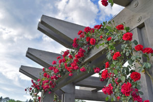 roses climb a trellis at Norfolk Botanical Garden in Norfolk, Virginia