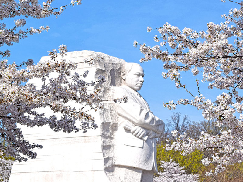 cherry blossoms in front of the Martin Luther King Jr. Memorial in Washington, D.C.