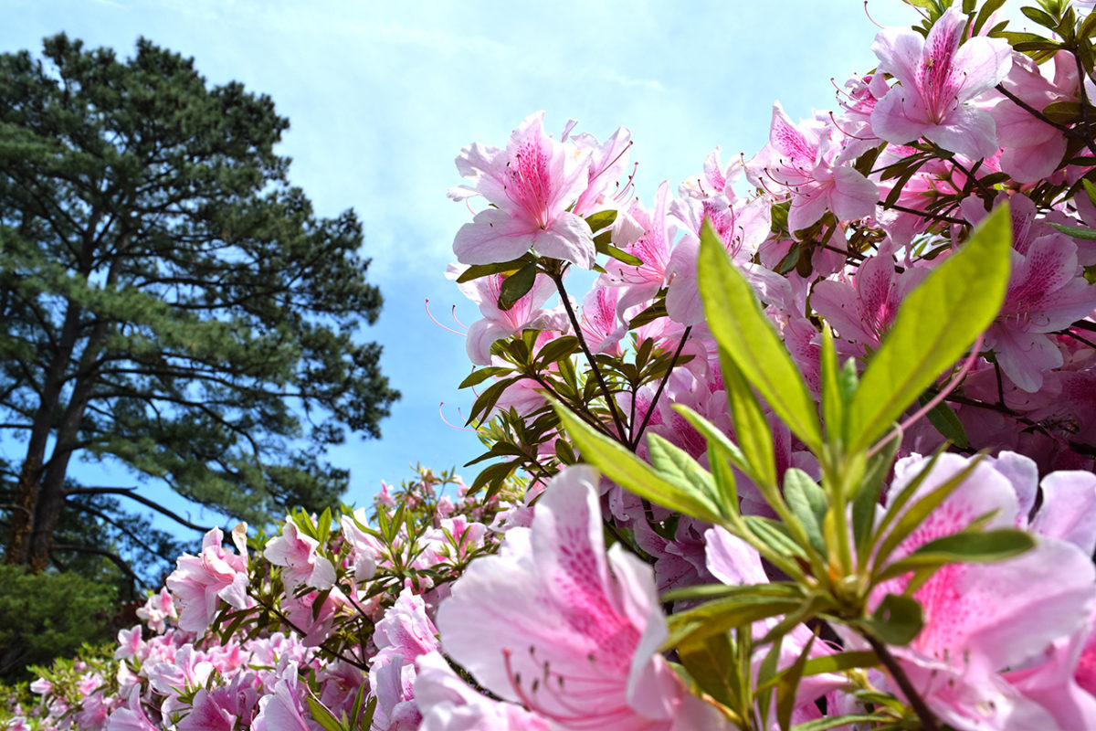 azalea flowers at Norfolk Botanical Garden in Norfolk, Virginia