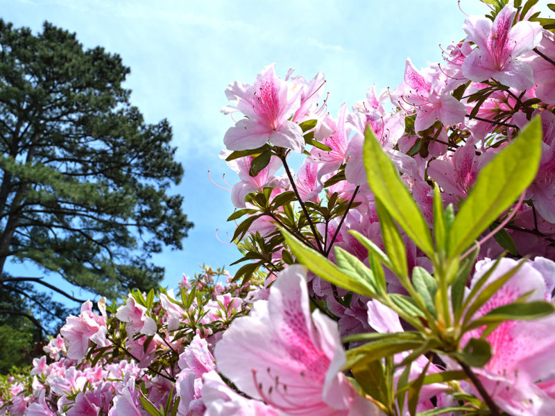 azalea flowers at Norfolk Botanical Garden in Norfolk, Virginia