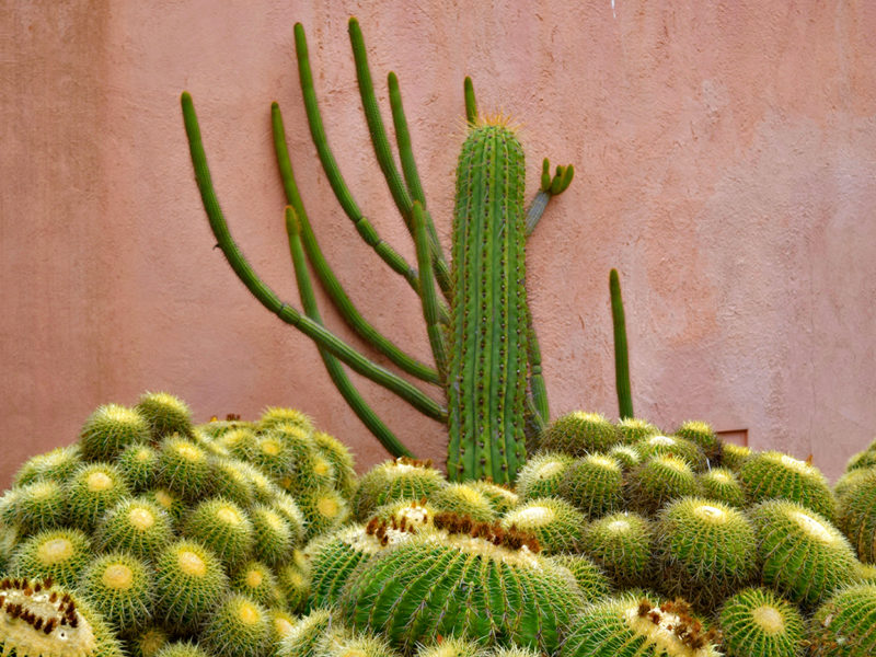 cactus against pink wall at Ganna Walska Lotusland in Santa Barbara, California