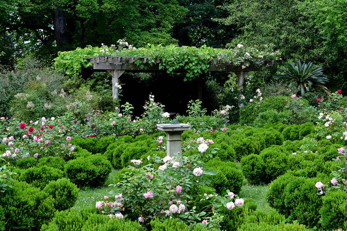 rose garden at Tudor Place Historic House & Garden in Washington, DC