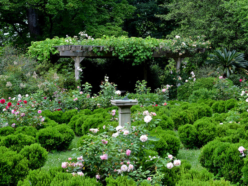 rose garden at Tudor Place Historic House & Garden in Washington, DC