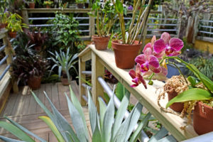 greenhouse plants at Norfolk Botanical Garden in Norfolk, Virginia