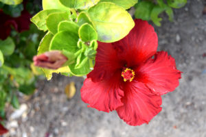red hibiscus flower at Mildred E. Mathias Botanical Garden in Los Angeles, California