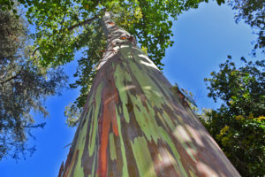 rainbow eucalyptus at the Mildred E. Mathias Botanical Garden in Los Angeles, California