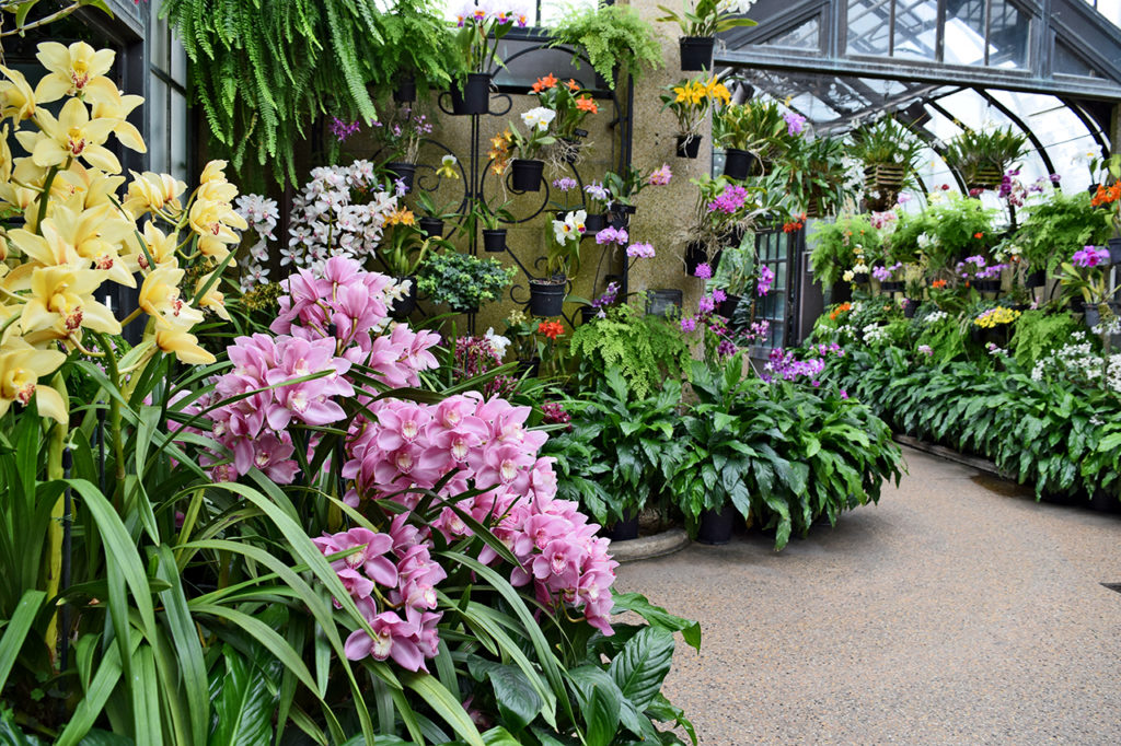 Longwood Gardens Orchid Extravaganza Review Grading Gardens