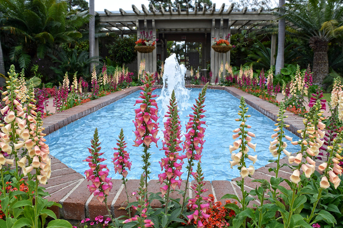 lupine flowers around fountain at Sherman Library & Gardens in Corona del Mar, California