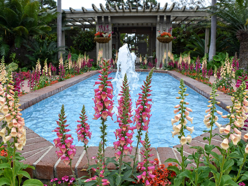 lupine flowers around fountain at Sherman Library & Gardens in Corona del Mar, California