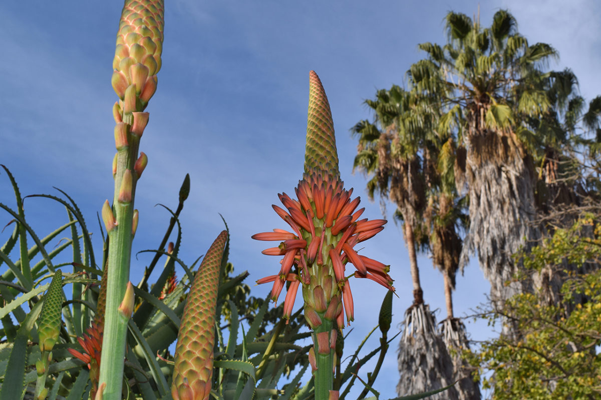 South Coast Botanic Garden in Palos Verdes, California