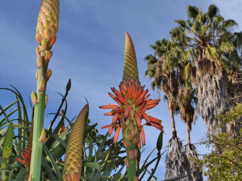 South Coast Botanic Garden in Palos Verdes, California