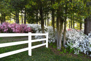 white fence and azalea bushes at Brighton Dam Azalea Garden in Brookeville, Maryland