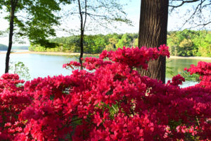 azalea bushes and reservoir at Brighton Dam Azalea Garden in Brookeville, Maryland