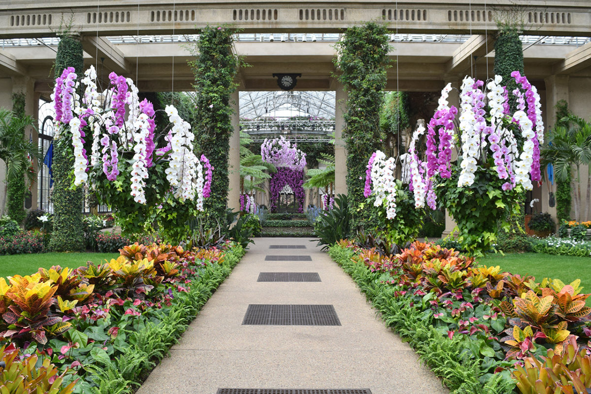 Orchid show in the conservatory of Longwood Gardens in Kennett Square, Pennsylvania