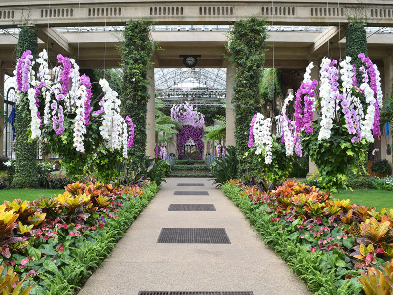 Orchid show in the conservatory of Longwood Gardens in Kennett Square, Pennsylvania