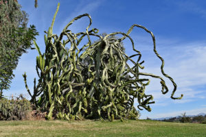 giant euphorbia in Balboa Park in San Diego, California