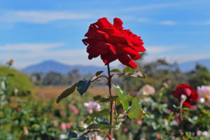 rose garden in Balboa Park in San Diego, California