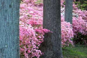 pink azalea bushes at Brighton Dam Azalea Garden in Brookeville, Maryland