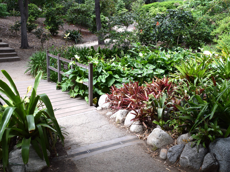 bridge over stream at the Mildred E. Mathias Botanical Garden in Los Angeles, California