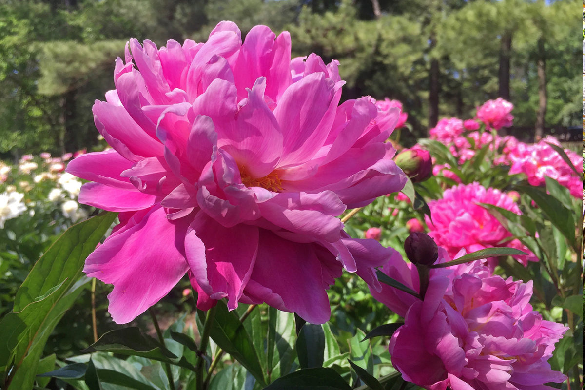 pink and white peony flowers at the Schwartz Peony Gardens in Gaithersburg, Maryland