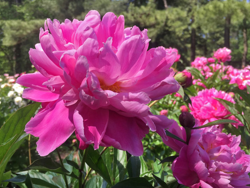 pink and white peony flowers at the Schwartz Peony Gardens in Gaithersburg, Maryland