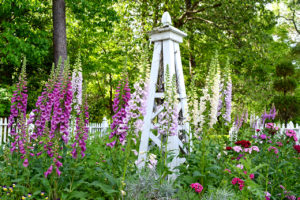 foxglove flowers at Norfolk Botanical Garden in Norfolk, Virginia